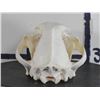 Image 7 : *TEXAS RESIDENTS ONLY* XL LEOPARD Skull with All its Teeth and a Wired Jaw