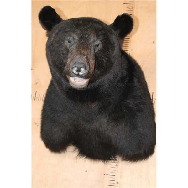 Massive XXL BLACK BEAR Shoulder Mount