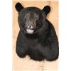 Image 1 : Massive XXL BLACK BEAR Shoulder Mount