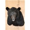Image 2 : Massive XXL BLACK BEAR Shoulder Mount