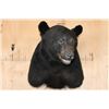 Image 3 : Massive XXL BLACK BEAR Shoulder Mount