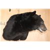 Image 4 : Massive XXL BLACK BEAR Shoulder Mount