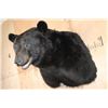 Image 5 : Massive XXL BLACK BEAR Shoulder Mount