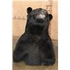 Image 6 : Massive XXL BLACK BEAR Shoulder Mount