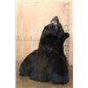 Image 7 : Massive XXL BLACK BEAR Shoulder Mount