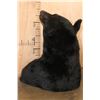 Image 8 : Massive XXL BLACK BEAR Shoulder Mount