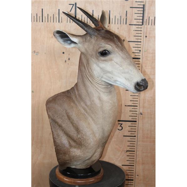 *Rarely Seen* XXL YELLOW-BACKED DUIKER Table Pedestal