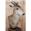 Image 1 : *Rarely Seen* XXL YELLOW-BACKED DUIKER Table Pedestal