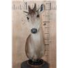 Image 2 : *Rarely Seen* XXL YELLOW-BACKED DUIKER Table Pedestal