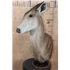 Image 4 : *Rarely Seen* XXL YELLOW-BACKED DUIKER Table Pedestal