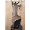 Image 5 : *Rarely Seen* XXL YELLOW-BACKED DUIKER Table Pedestal