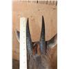Image 7 : *Rarely Seen* XXL YELLOW-BACKED DUIKER Table Pedestal