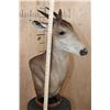 Image 8 : *Rarely Seen* XXL YELLOW-BACKED DUIKER Table Pedestal