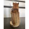 Image 3 : *New* Life-sized Fishing SQUIRREL with his Rod, Reel, and "Catch" a little Fish
