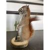 Image 4 : *New* Life-sized Fishing SQUIRREL with his Rod, Reel, and "Catch" a little Fish