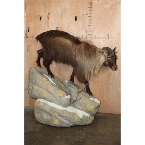 Big Life-sized TAHR on a Rocky Base with Wheels