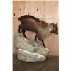 Image 1 : Big Life-sized TAHR on a Rocky Base with Wheels