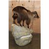 Image 3 : Big Life-sized TAHR on a Rocky Base with Wheels