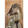 Image 5 : Big Life-sized TAHR on a Rocky Base with Wheels