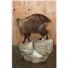 Image 7 : Big Life-sized TAHR on a Rocky Base with Wheels