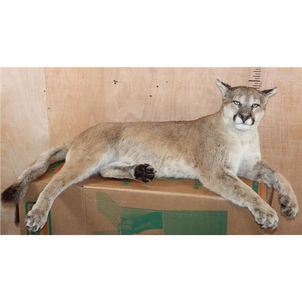 Life-sized Laying or Freestanding MOUNTAIN LION with No Base