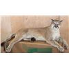 Image 1 : Life-sized Laying or Freestanding MOUNTAIN LION with No Base