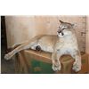 Image 2 : Life-sized Laying or Freestanding MOUNTAIN LION with No Base