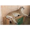 Image 3 : Life-sized Laying or Freestanding MOUNTAIN LION with No Base