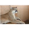 Image 4 : Life-sized Laying or Freestanding MOUNTAIN LION with No Base