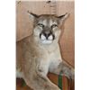 Image 5 : Life-sized Laying or Freestanding MOUNTAIN LION with No Base