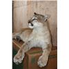Image 6 : Life-sized Laying or Freestanding MOUNTAIN LION with No Base