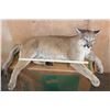 Image 7 : Life-sized Laying or Freestanding MOUNTAIN LION with No Base
