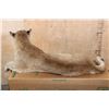 Image 8 : Life-sized Laying or Freestanding MOUNTAIN LION with No Base