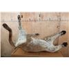 Image 9 : Life-sized Laying or Freestanding MOUNTAIN LION with No Base