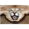 Image 2 : MOUNTAIN LION or COUGAR Hide Rug with Double Felted Backing