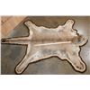 Image 3 : MOUNTAIN LION or COUGAR Hide Rug with Double Felted Backing
