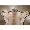 Image 4 : MOUNTAIN LION or COUGAR Hide Rug with Double Felted Backing