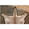 Image 5 : MOUNTAIN LION or COUGAR Hide Rug with Double Felted Backing