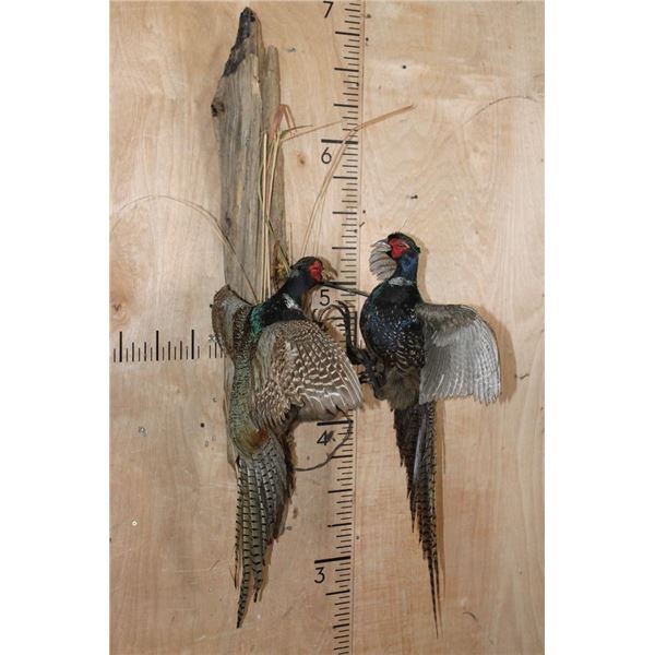 2 "Fighting" Melanistic PHEASANTS or BLACK PHEASANTS on Driftwood