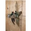 Image 3 : 2 "Fighting" Melanistic PHEASANTS or BLACK PHEASANTS on Driftwood