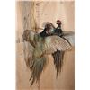 Image 4 : 2 "Fighting" Melanistic PHEASANTS or BLACK PHEASANTS on Driftwood