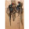 Image 5 : 2 "Fighting" Melanistic PHEASANTS or BLACK PHEASANTS on Driftwood