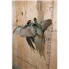 Image 7 : 2 "Fighting" Melanistic PHEASANTS or BLACK PHEASANTS on Driftwood