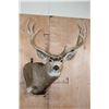 Image 1 : Massive 13-Point MULE DEER Wall Pedestal