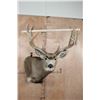 Image 2 : Massive 13-Point MULE DEER Wall Pedestal