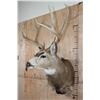 Image 3 : Massive 13-Point MULE DEER Wall Pedestal