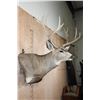 Image 4 : Massive 13-Point MULE DEER Wall Pedestal