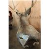 Image 5 : Massive 13-Point MULE DEER Wall Pedestal