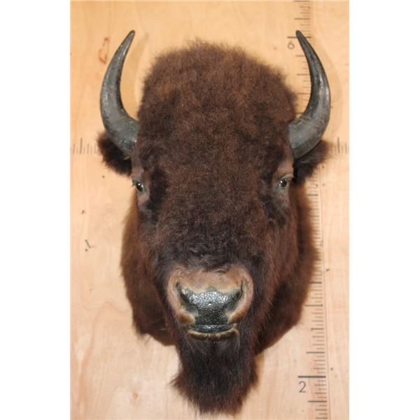 Big BISON or BUFFALO Shoulder Mount