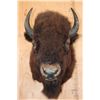 Image 1 : Big BISON or BUFFALO Shoulder Mount